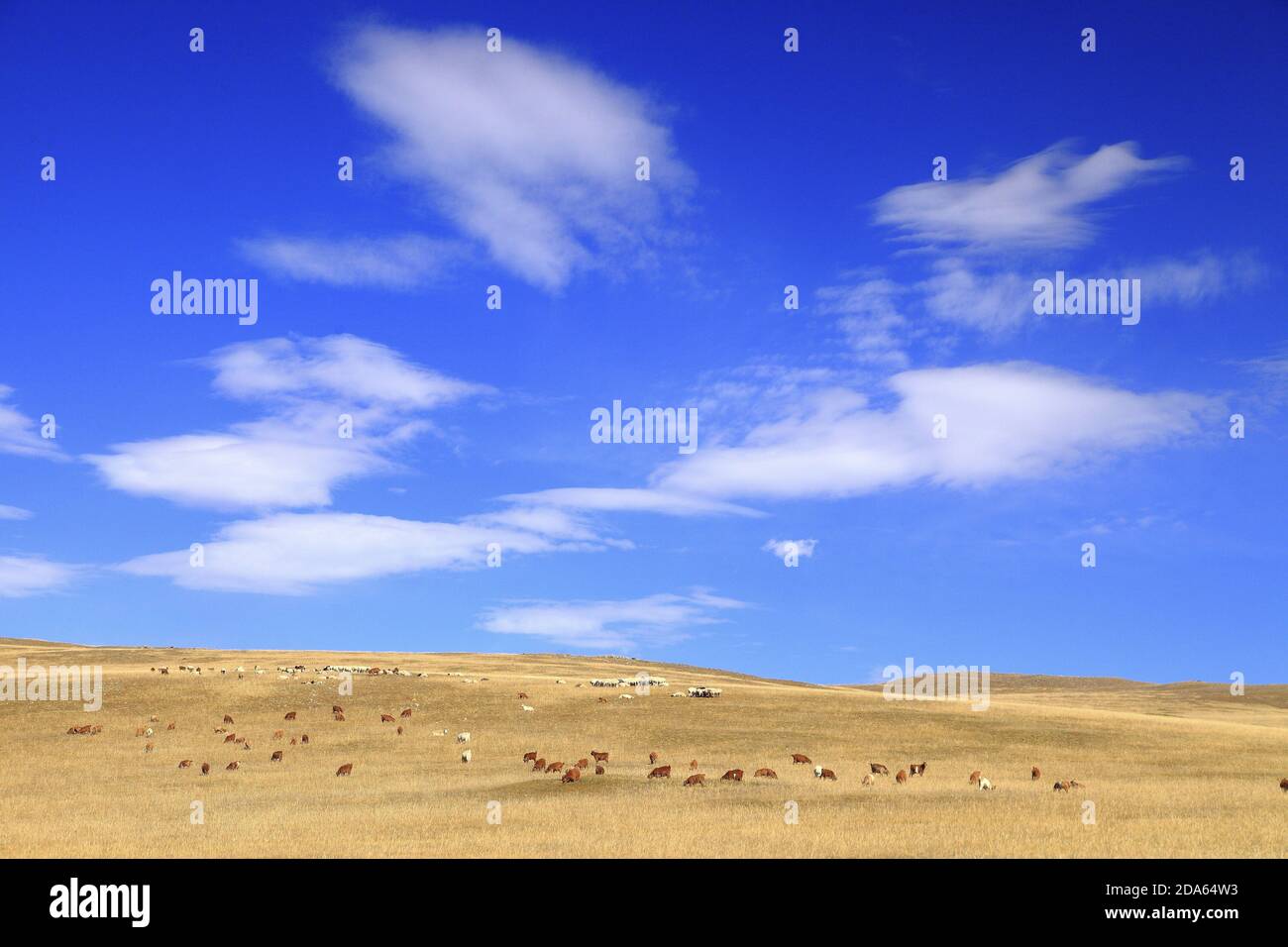 travel in Mongolia Stock Photo - Alamy