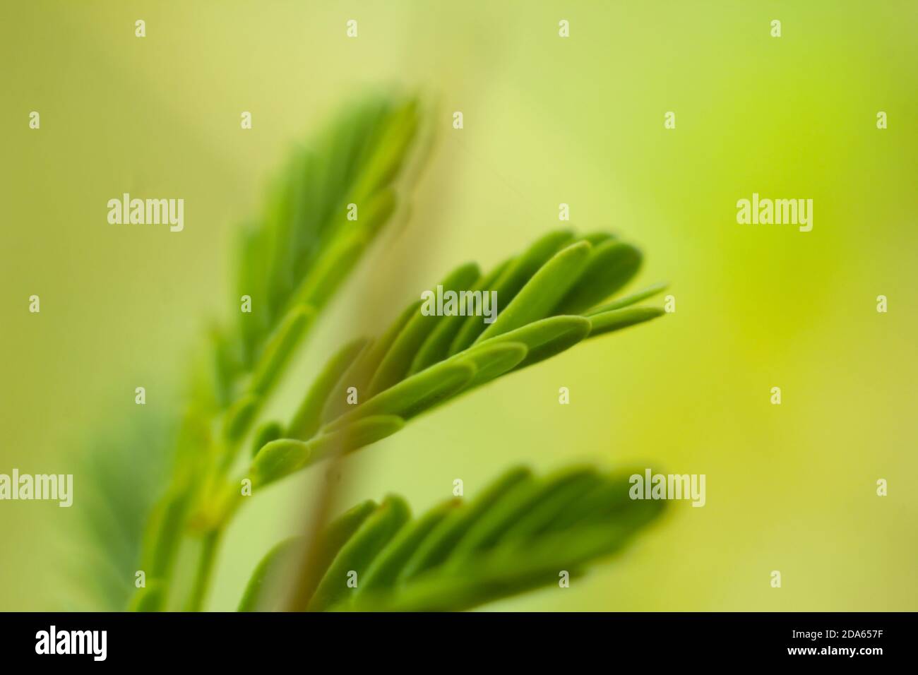 Closeup nature view of green leaf in garden at summer under sunlight ...