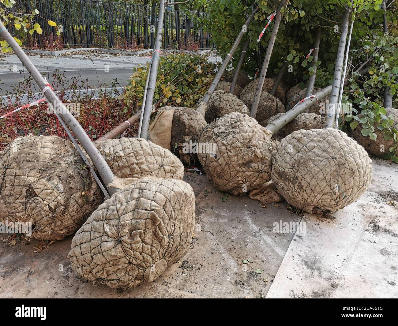 Hartshorn plant hires stock photography and images Alamy