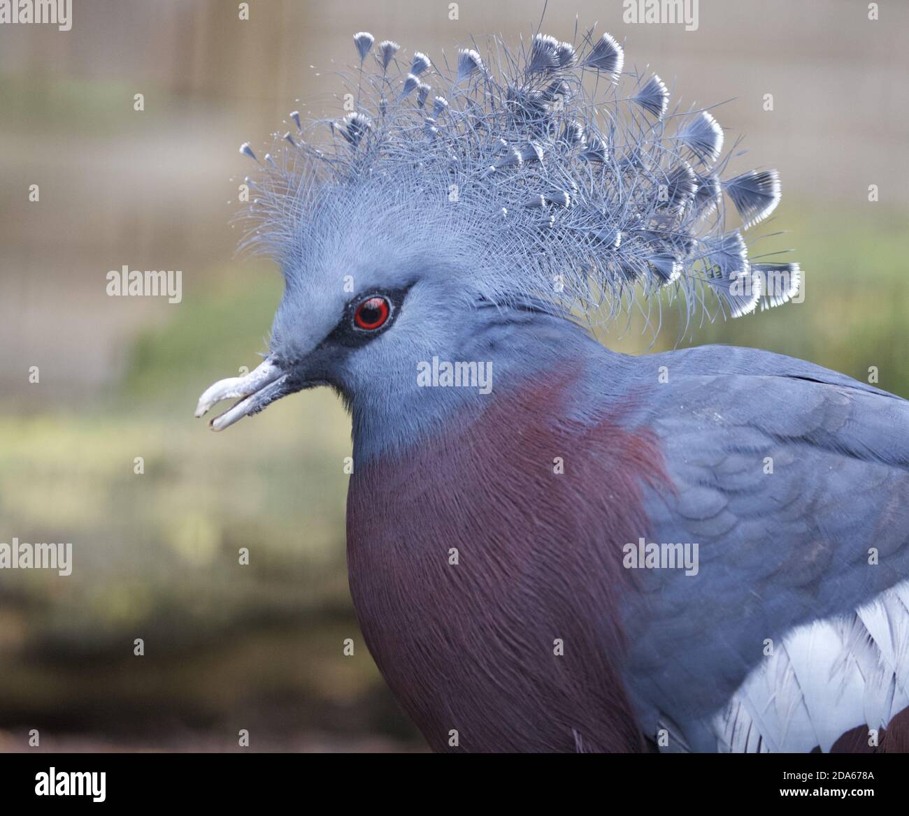 Closeup of a Victoria crowned pigeon, a bird with elegant blue lace-like crests Stock Photo