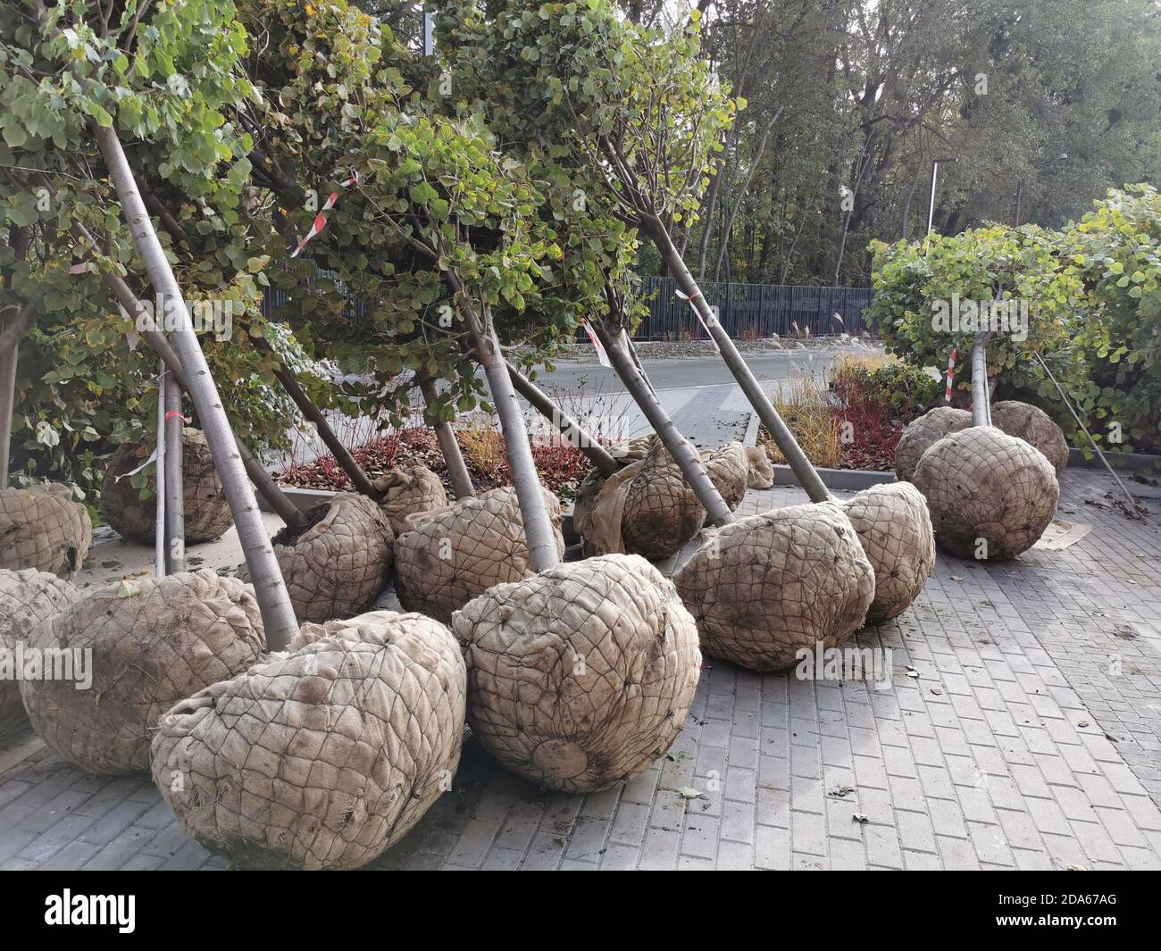 Hartshorn plant hires stock photography and images Alamy