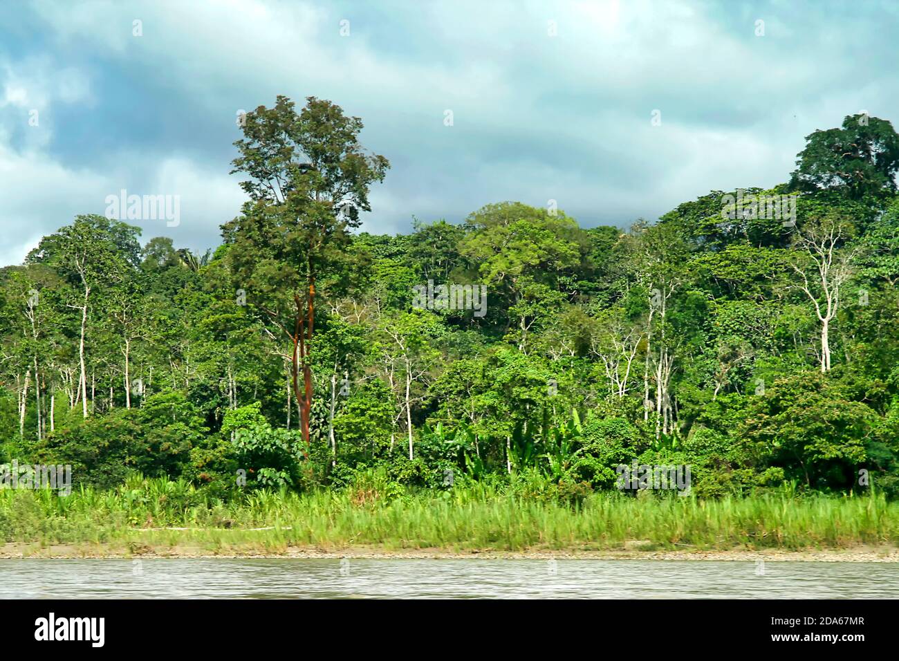 Tropical Rainforest Landscape, Napo River Basin, Amazonia, Ecuador ...