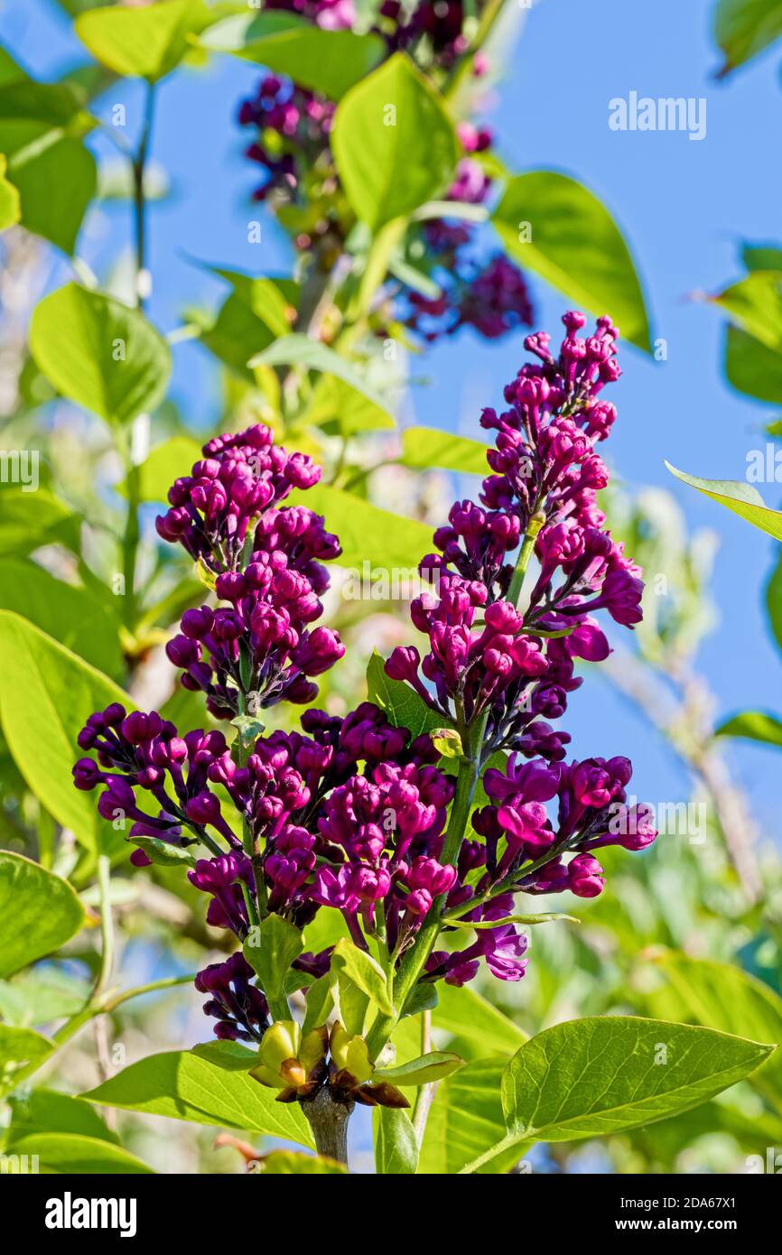 MAHARANI BLOSSOM - Lilac Bloom main image 1