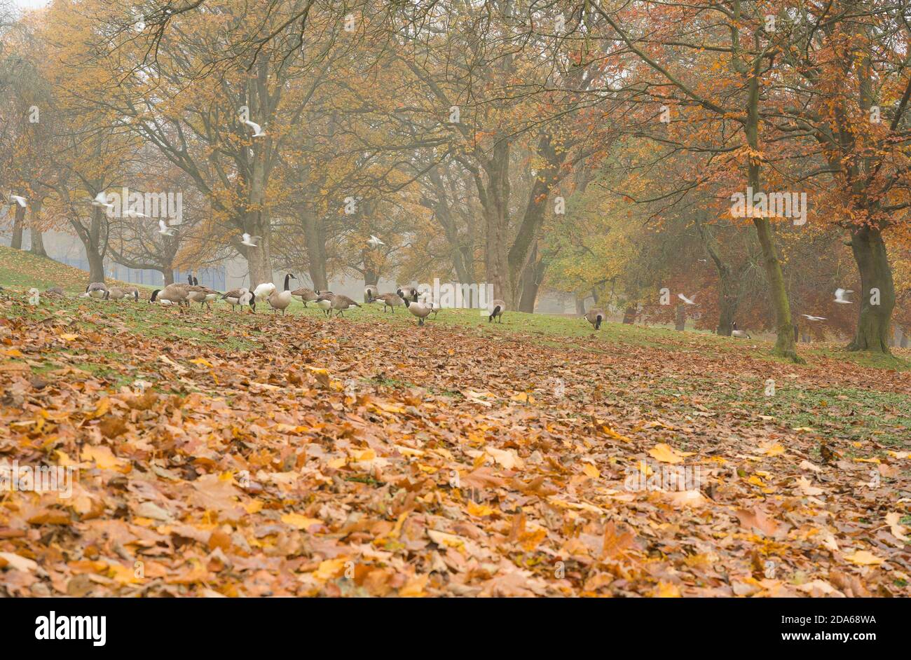 Autumn at Lister Park in Bradford, West Yorkshire, UK Stock Photo