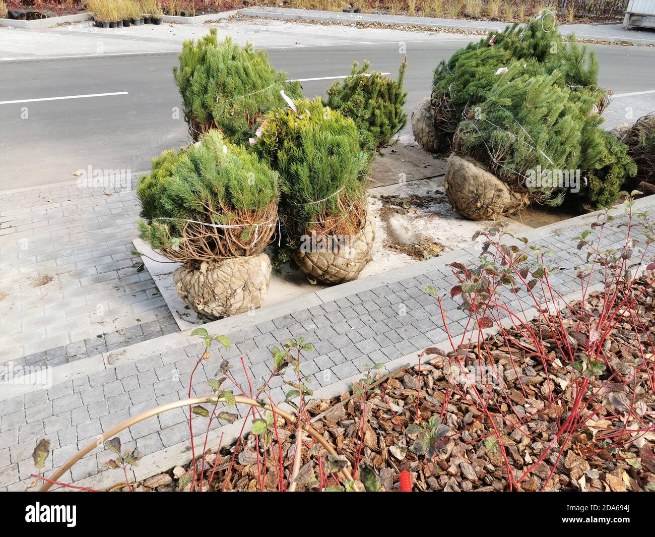 Hartshorn plant hires stock photography and images Alamy