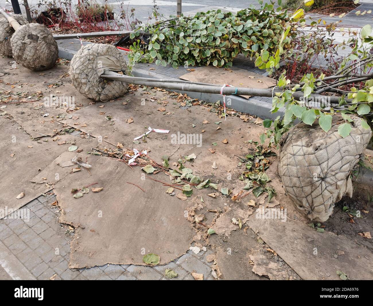 Hartshorn plant hires stock photography and images Alamy