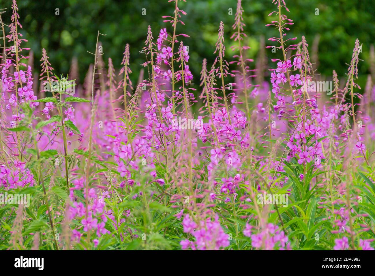 lots of pink flowers in natural ambiance Stock Photo