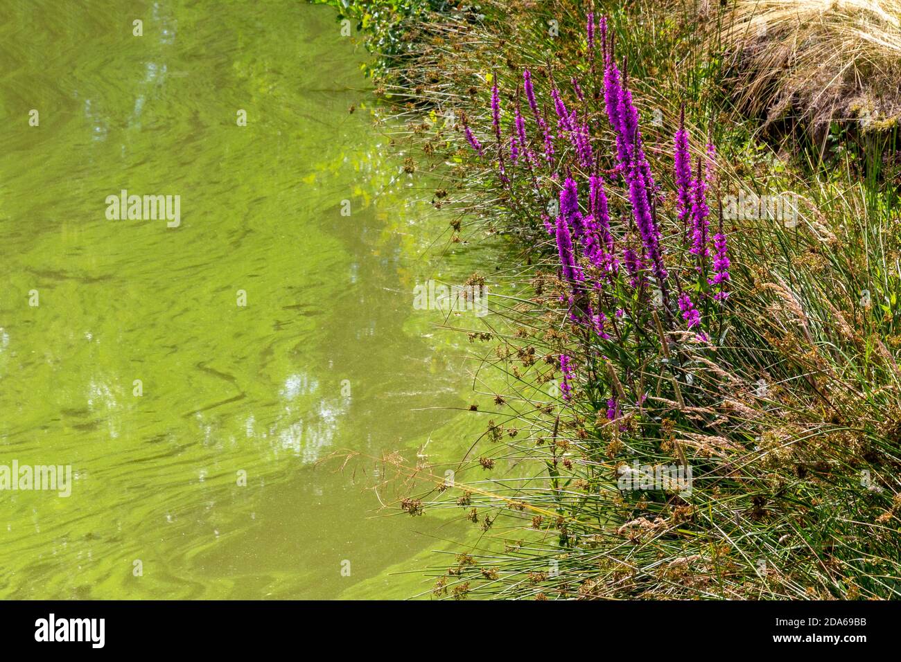 riparian scenery at a pond including some vibrant pink flowers Stock Photo