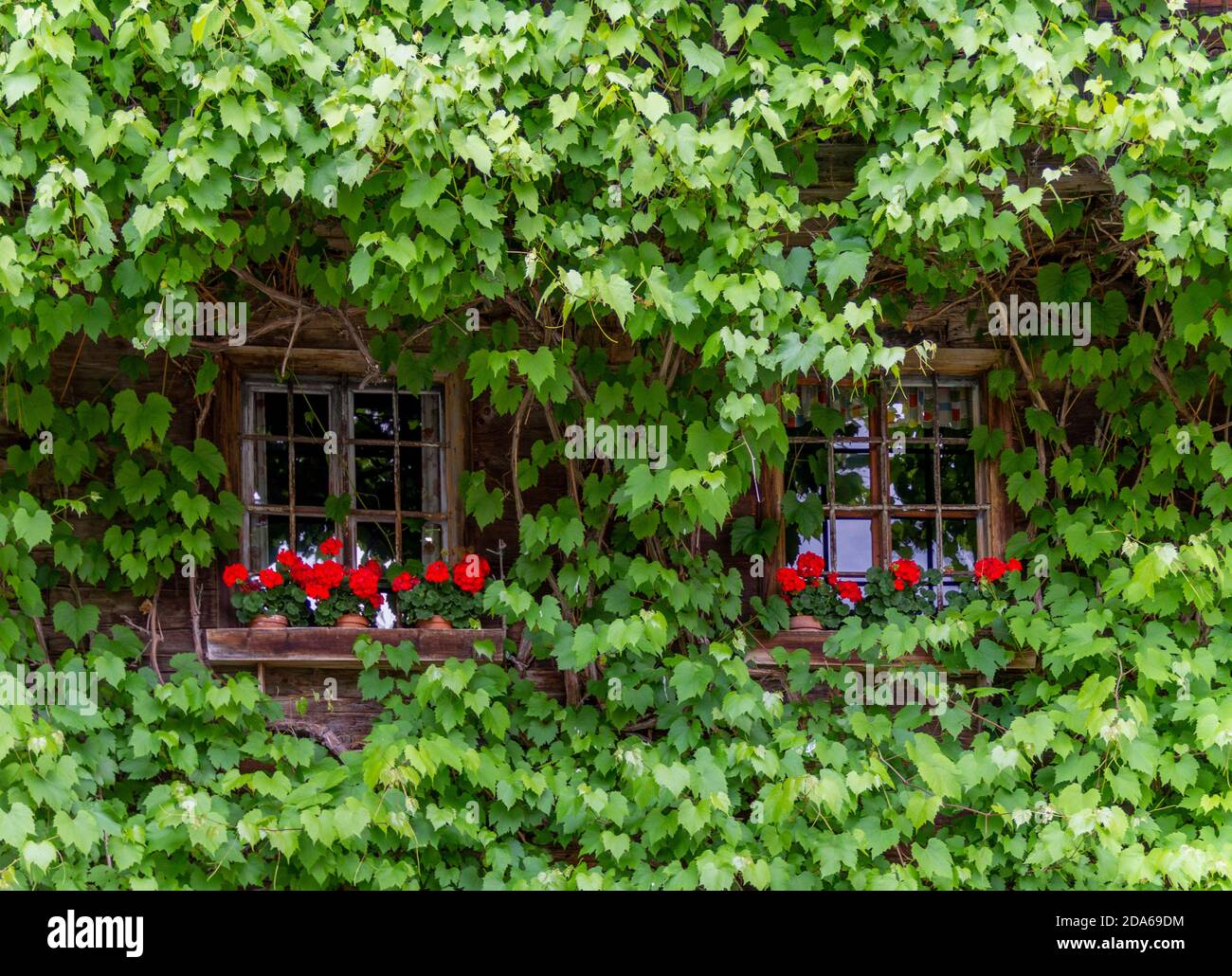 rural windows at a house facade overgrown by climbing plants Stock Photo