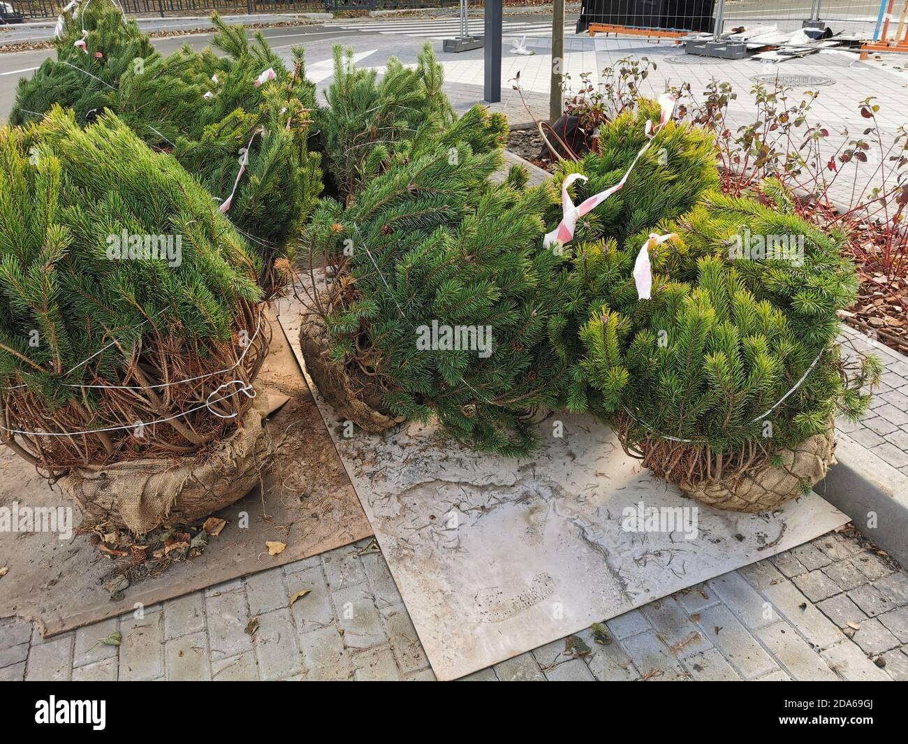 Hartshorn plant hires stock photography and images Alamy