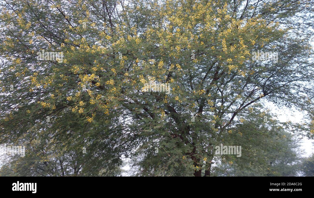 Flowers of acacia tree. Vachellia nilotica ( Babool ) tree with Flowers and green leaves at Reengus in Rajasthan India Stock Photo