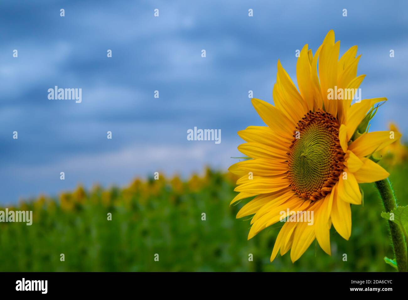 Close-up of a beautiful young sunflower in the field. Blue clouds, stormy sky. Sunflowers field. Blurred background. A field with yellow flowers. Stock Photo
