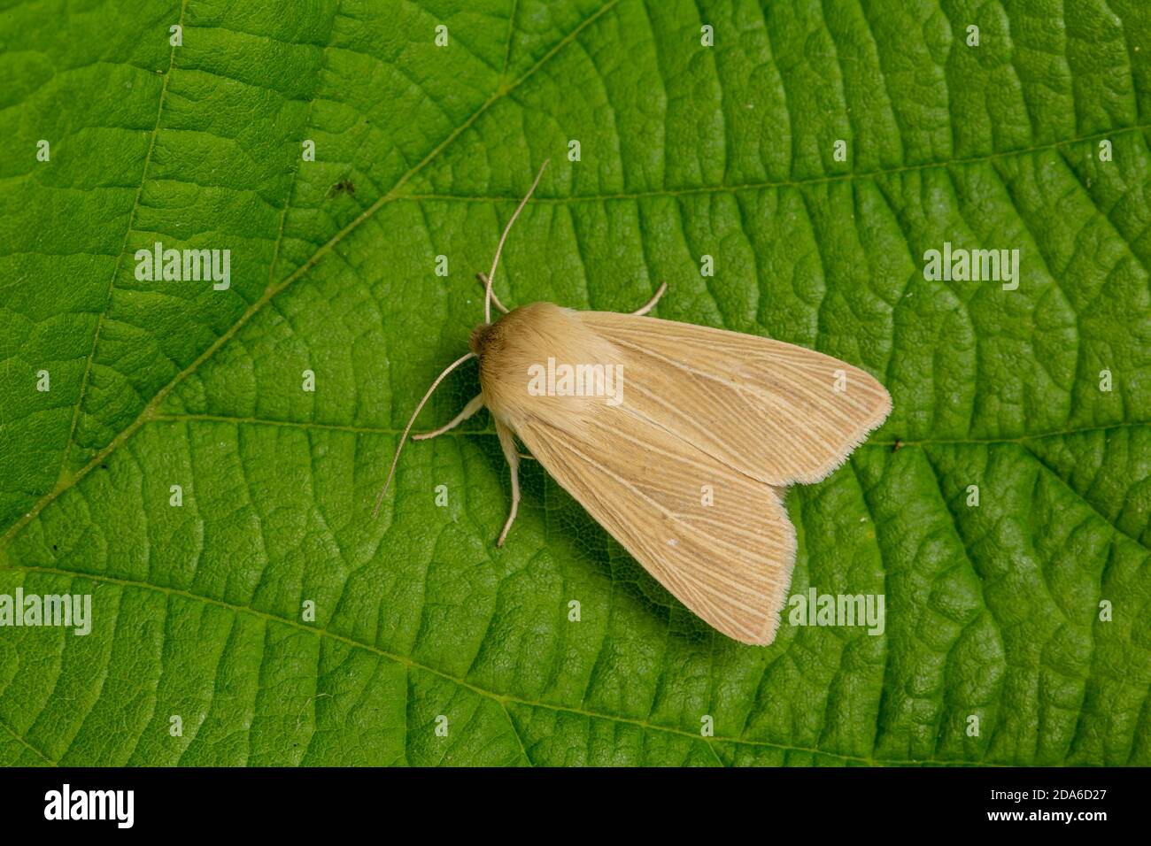 Common Wainscot moth, Mythimna pallens, family Noctuidae. Monmouthshire, April Stock Photo