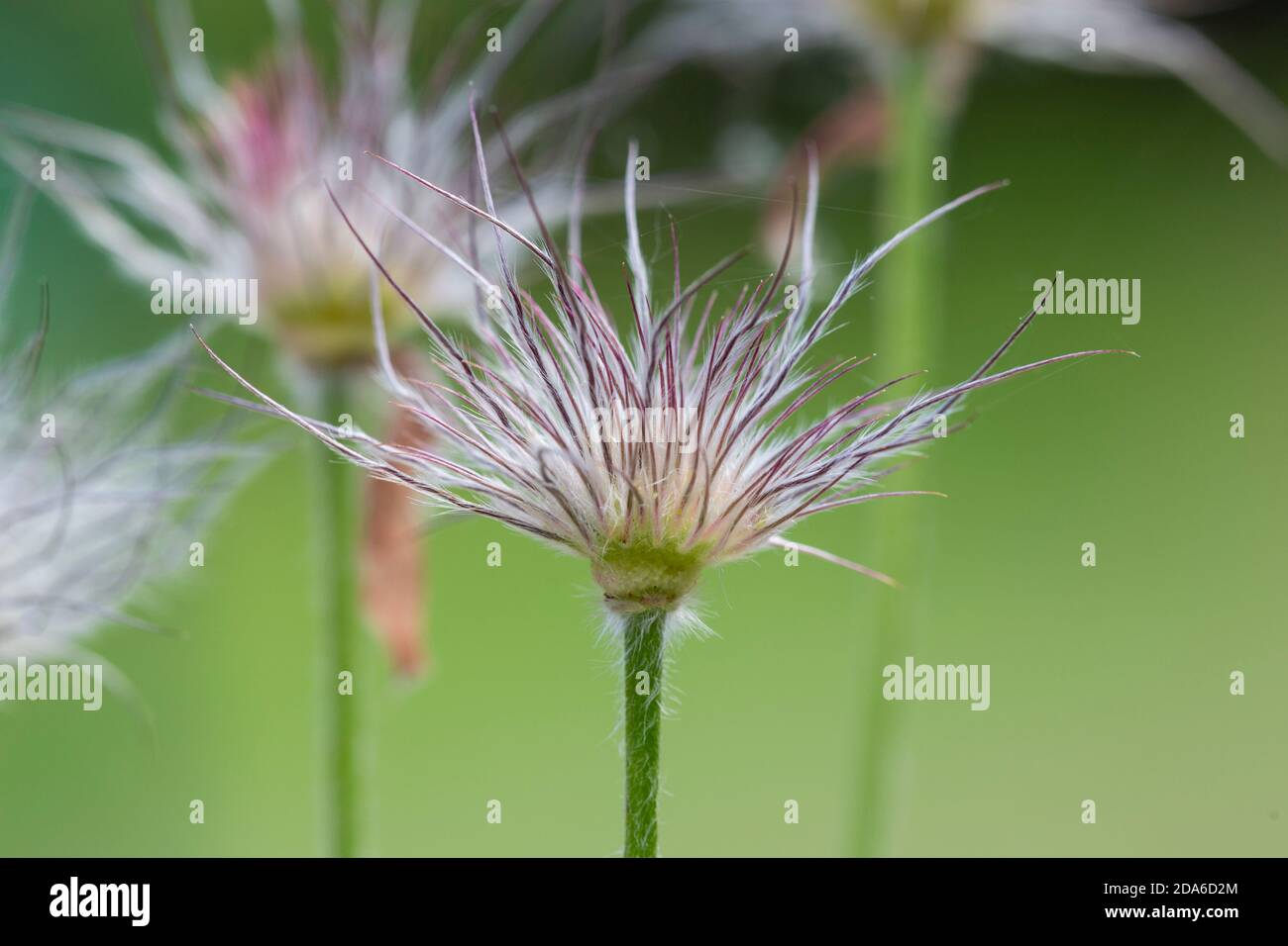 Pasque Flower, Pulsatilla vulgaris, seedhead.  Family Ranunculaceae Stock Photo