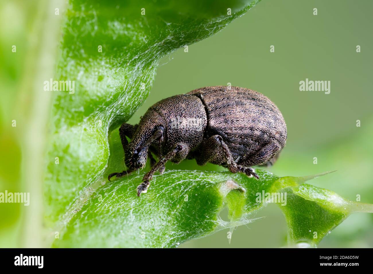 Unidentified broad-nosed weevil, Family  Curculionidae. Monmouthshire, South Wales, UK Stock Photo