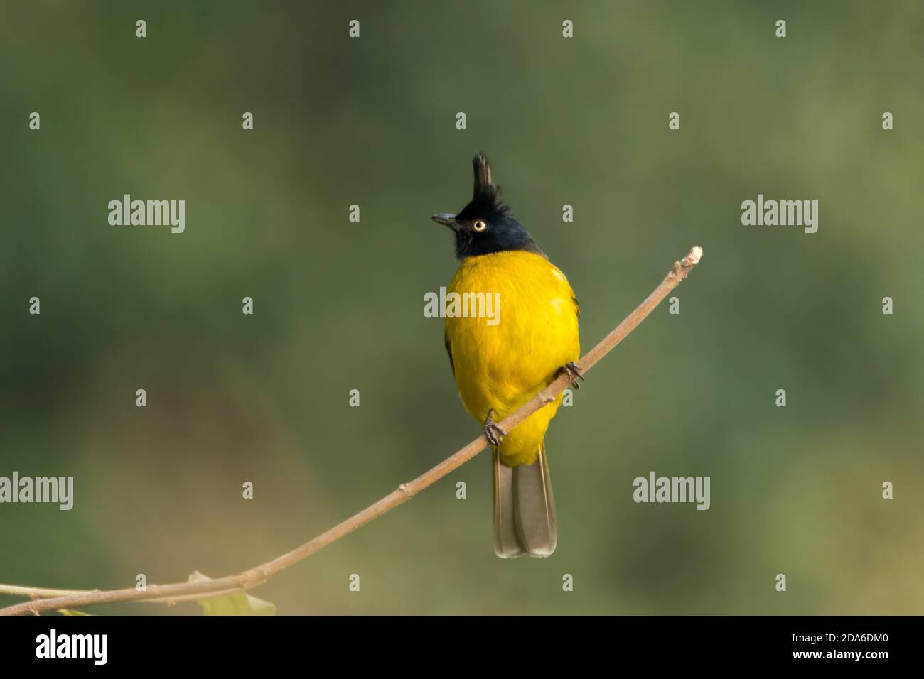 Black-crested Bulbul (Pycnonotus flaviventris), on a perch, in the forests of Ramnagar in Uttarakhand, India. Stock Photo