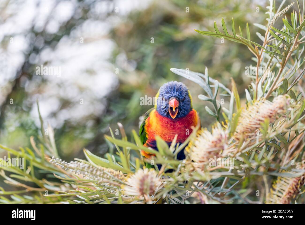 An Australian Rainbow Lorikeet (Trichoglossus moluccanus) a variety of Australian parrot, front on and looking angry while feeding in a Grevillea bush Stock Photo