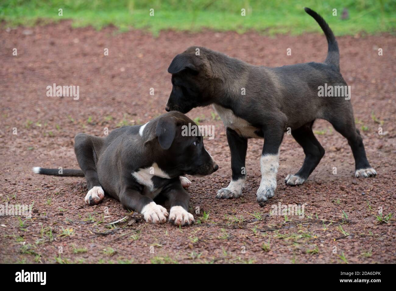 Mongrell Mongrel dog puppies hi-res stock photography and images - Alamy