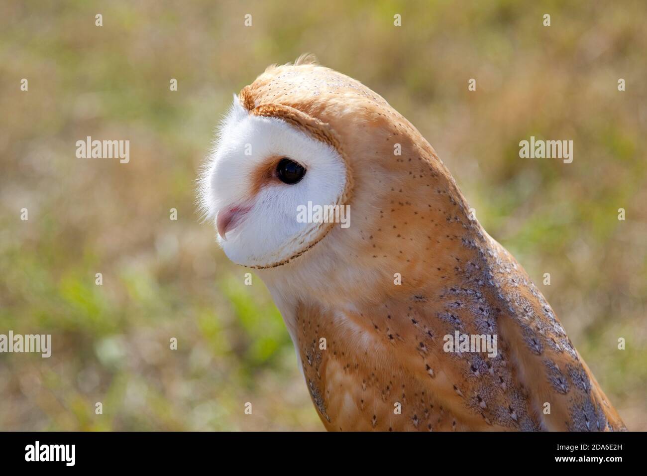 Barn Owl,Countryside,England Stock Photo