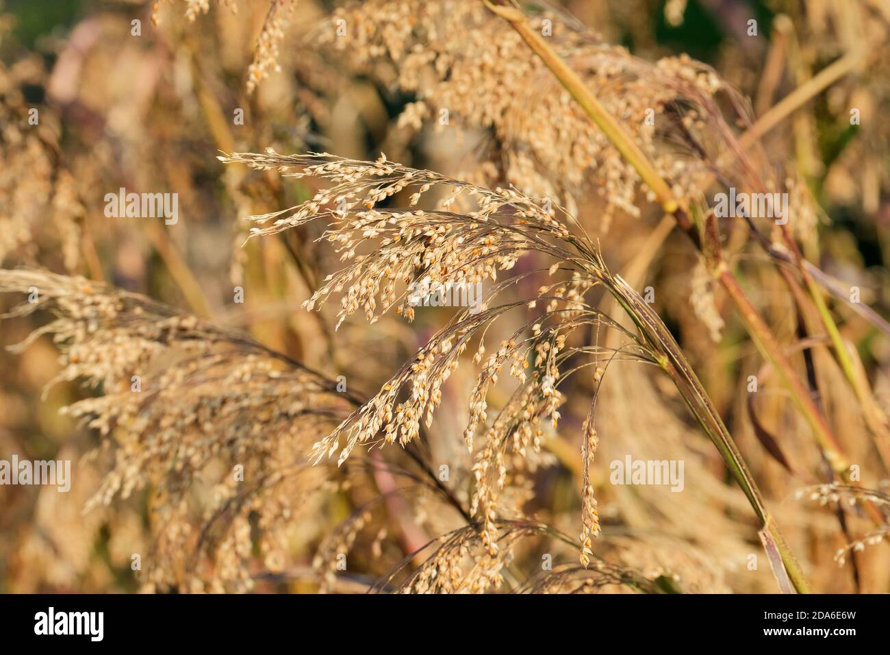 Panicum miliaceum, grain crop, broom corn millet, annual, cereal grain, seeds ready for harvesting Stock Photo