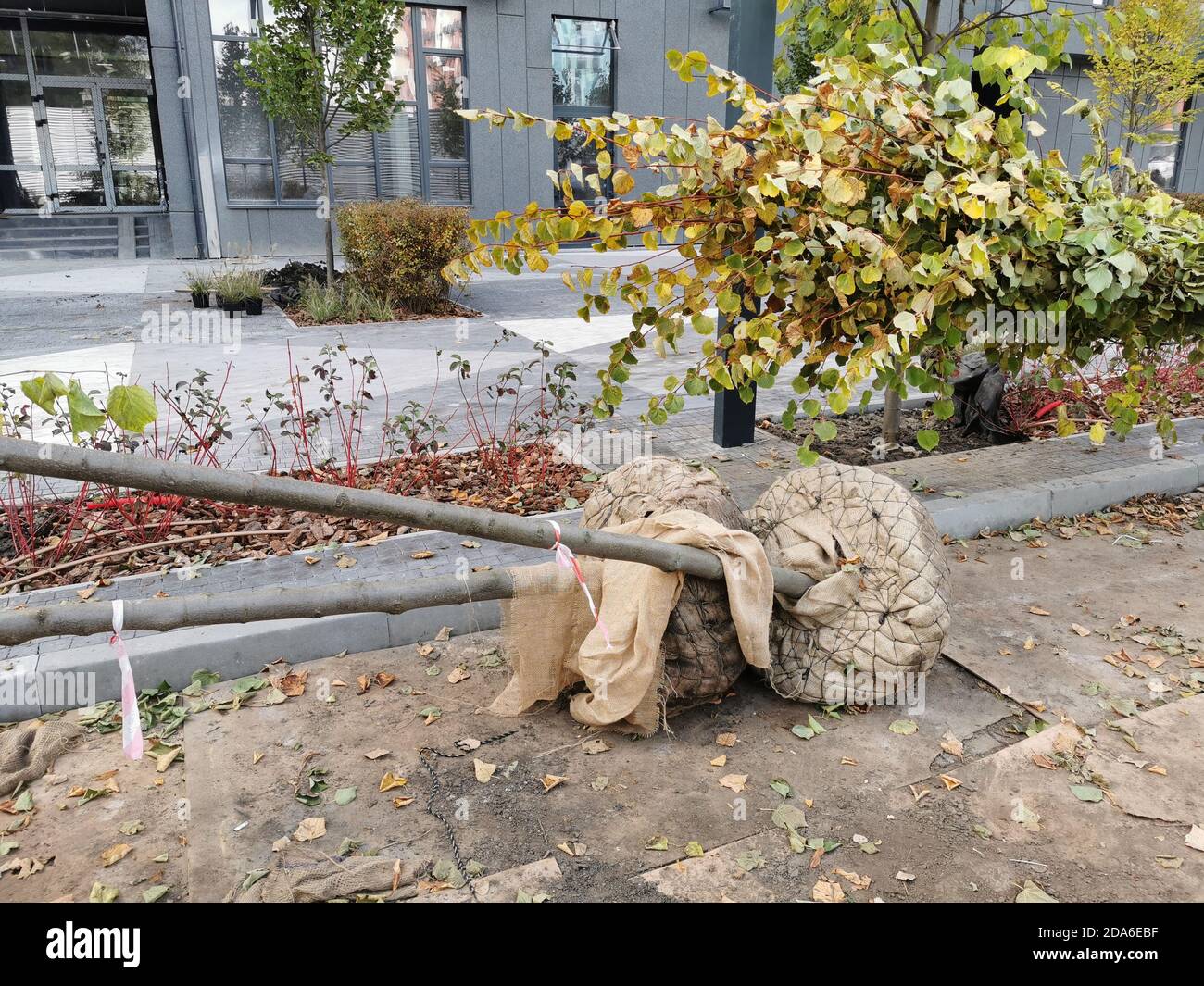 Hartshorn plant hires stock photography and images Alamy