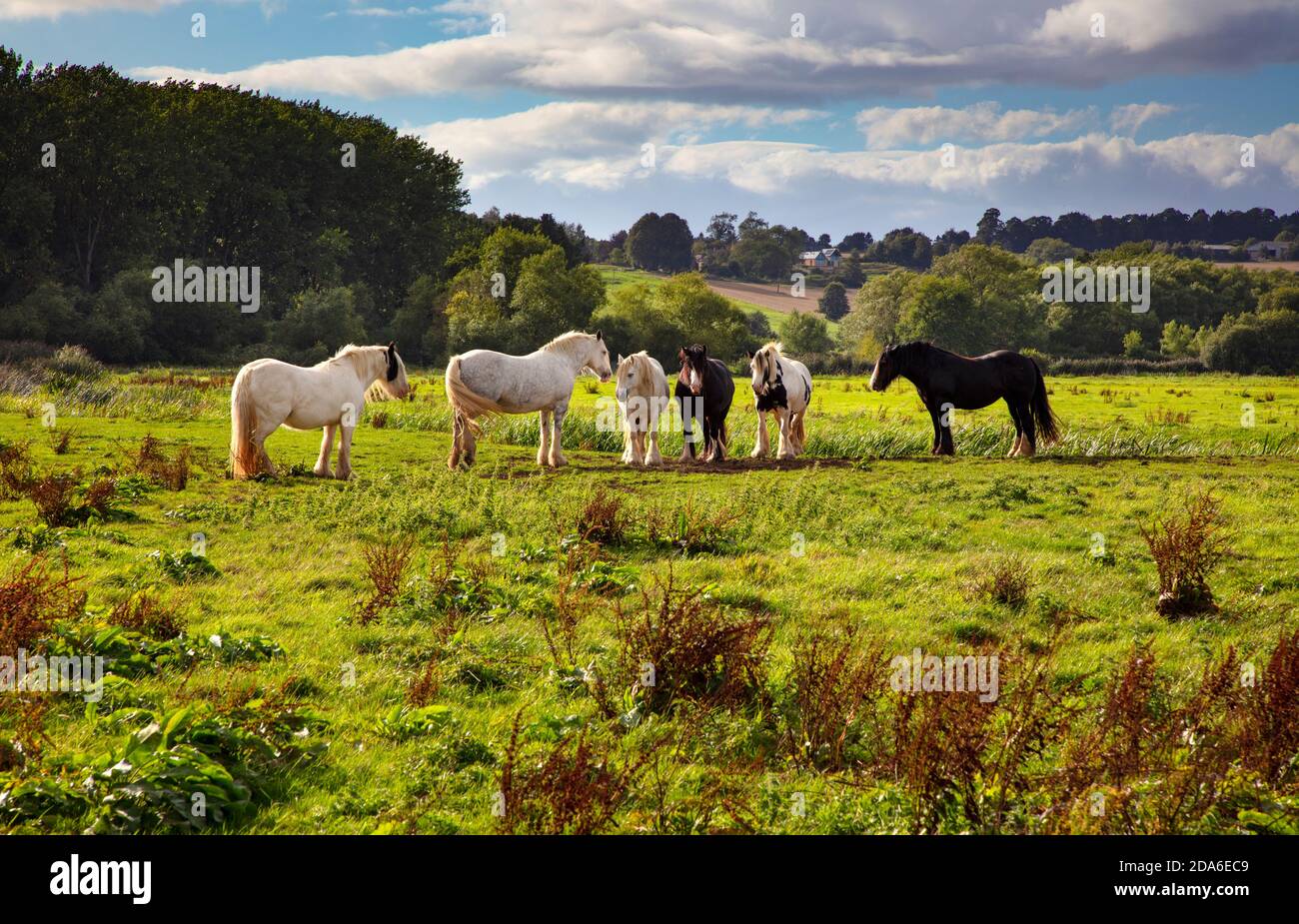 Wild horses in water meadow,cherwell valley,Upper heyford,Oxfordshire,England Stock Photo