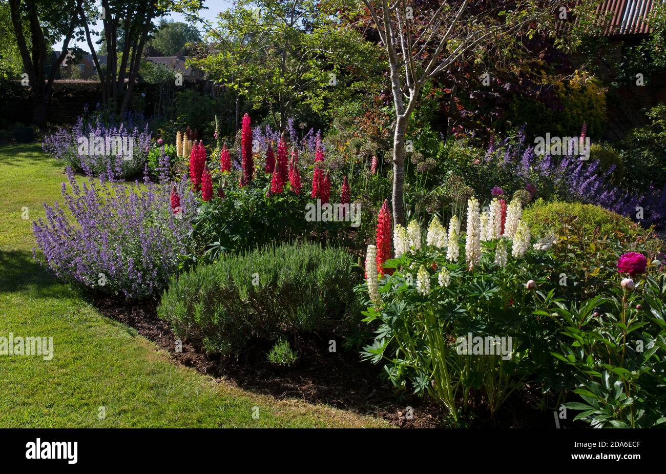 Summer boarder in English Garden,England,Europe Stock Photo