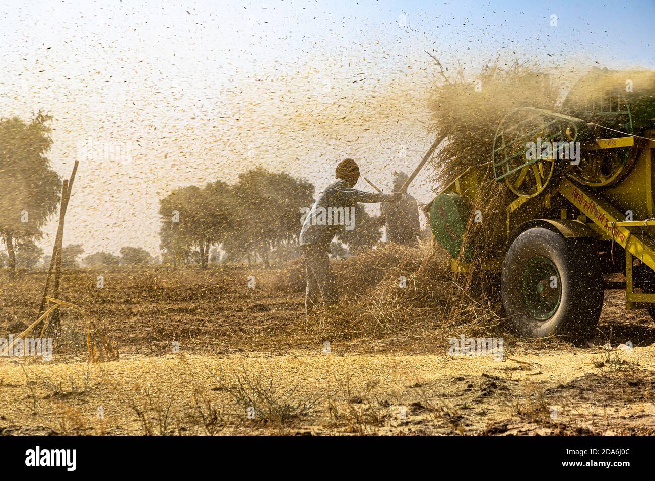 harvesting crops in india Stock Photo - Alamy