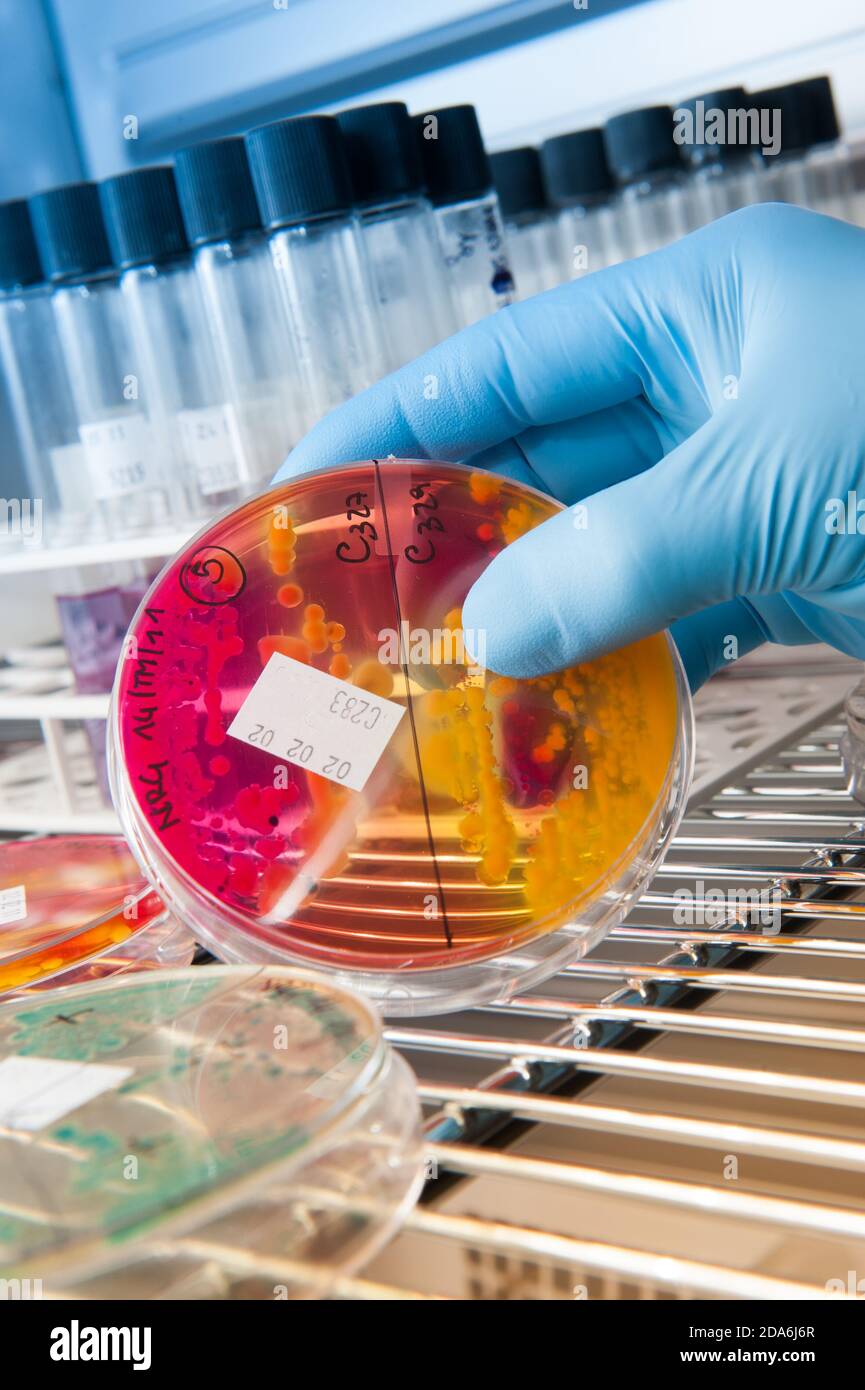 cultivation of virus bacteria in a scientific laboratory in the