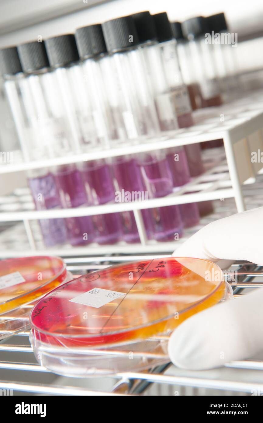 cultivation of virus bacteria in a scientific laboratory in the