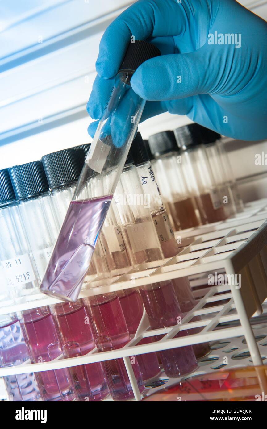 cultivation of virus bacteria in a scientific laboratory in the