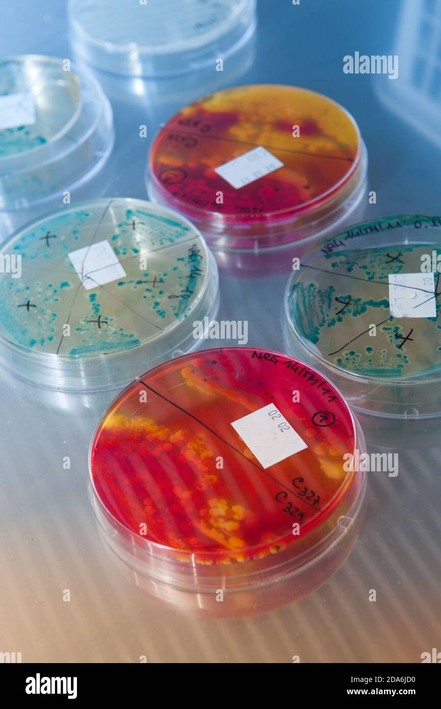 cultivation of virus bacteria in a scientific laboratory Stock Photo