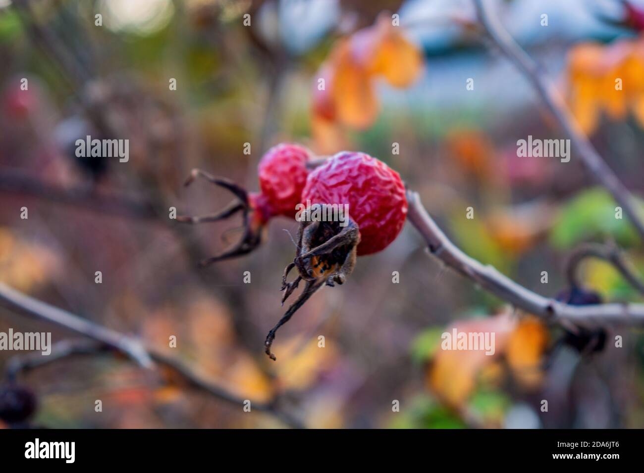 Concept nature : The rose hip Stock Photo