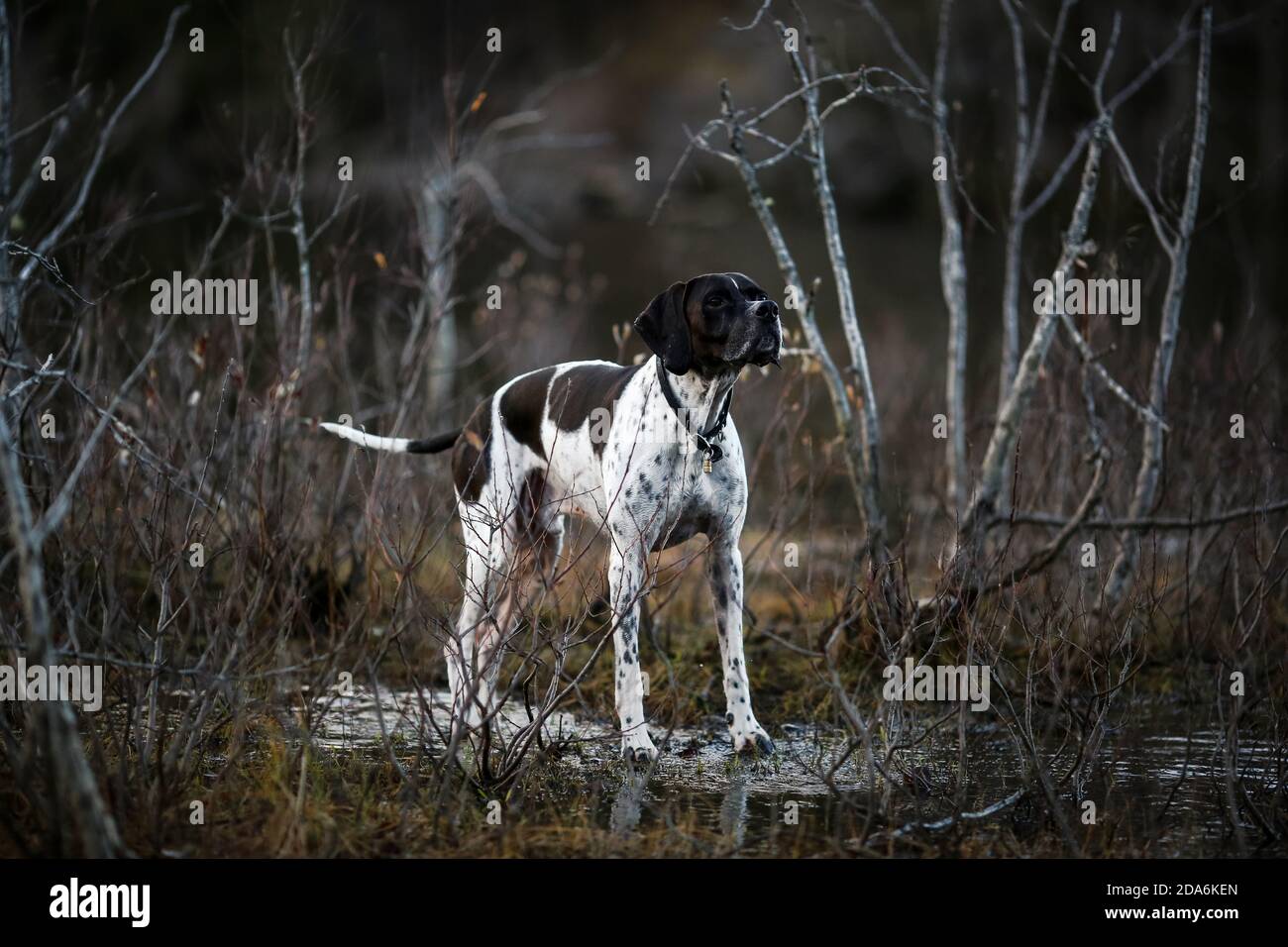 Dog english pointer standing in the dark wood in the autumn Stock Photo ...