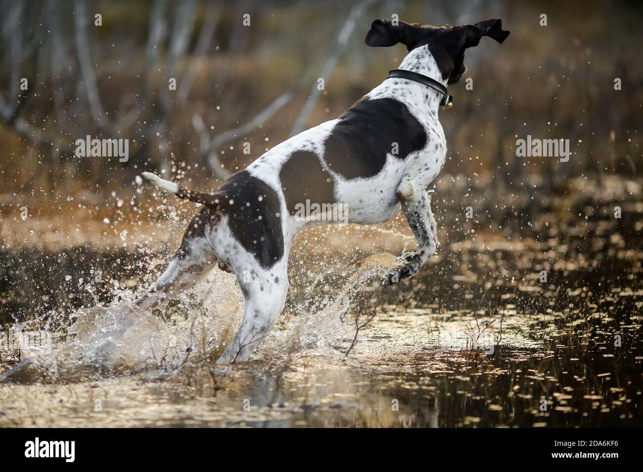 Dog english pointer hunting on the swamp in November Stock Photo - Alamy