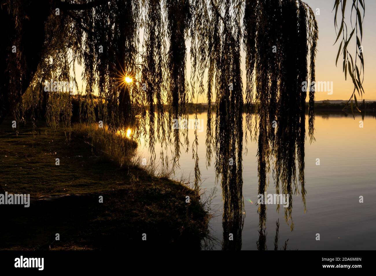 Weeping willow branches in a backlight shot at sunset in the Cazalegas reservoir Stock Photo