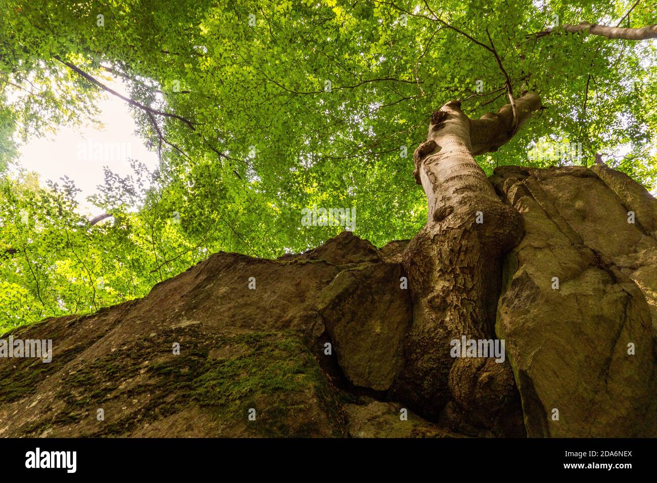 Tree grows out of rock crack in summer forest Stock Photo