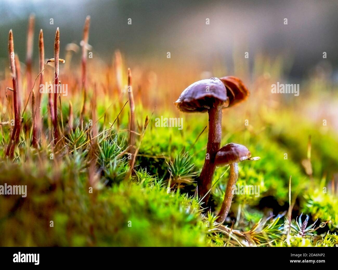 Small wild mushrooms and green moss with sporophytes close-up in the forest. Natural background, poster design, postcard Stock Photo