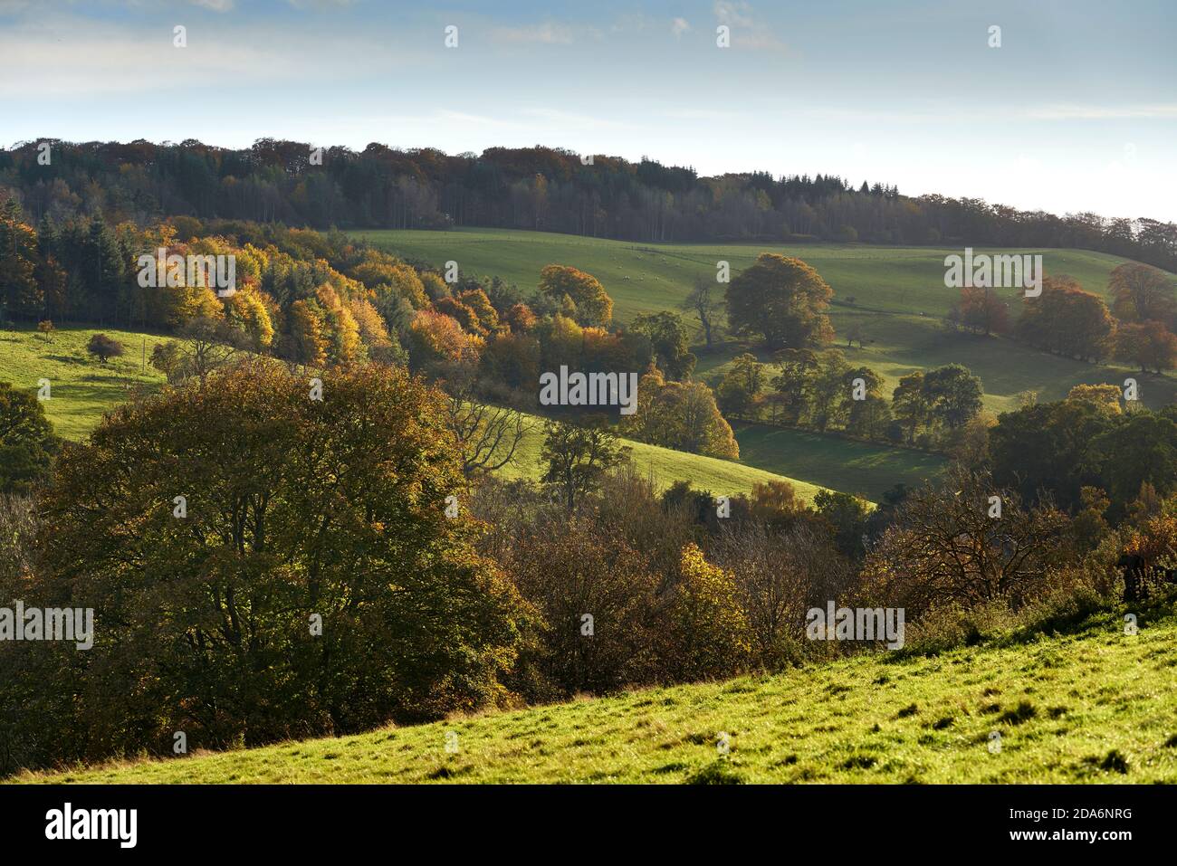 Glorious autumn colours of the trees along the River Tweed near Galashiels, Scottish Borders. Stock Photo