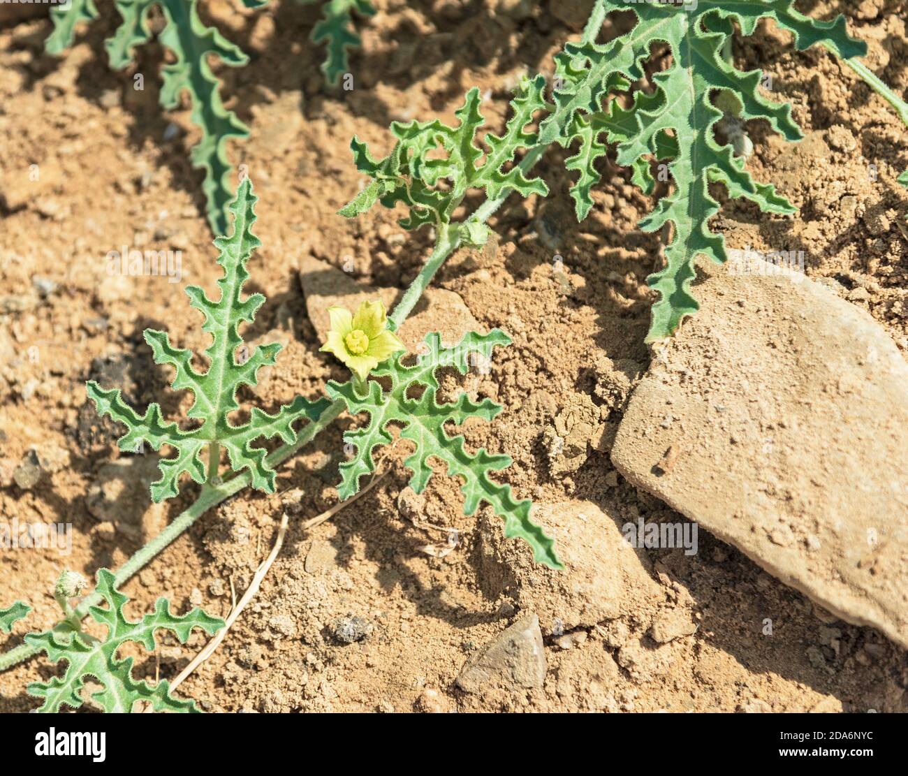 yellow flower of an inedible desert watermelon plant Citrullus colocynthis growing in a sandy stream bed in the makhtesh ramon crater in israel Stock Photo