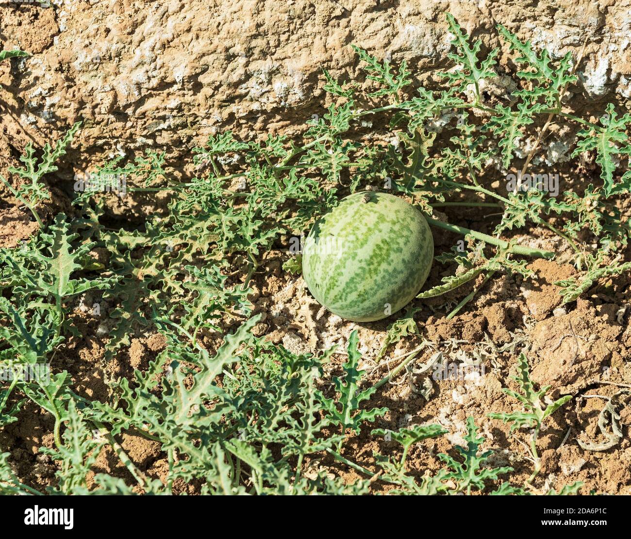 ripening gourd of an inedible desert watermelon plant Citrullus colocynthis growing in a sandy stream bed in the makhtesh ramon crater in israel Stock Photo