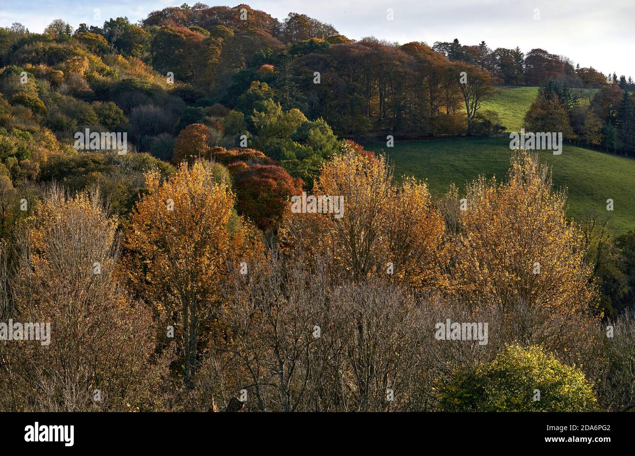 Colourful autumn scene of the rolling hills of the Scottish Borders. Stock Photo