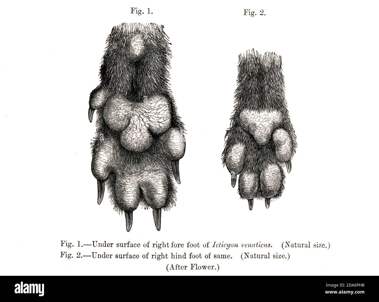 Under surface of fore paw (Left) and hind paw (Right) of Bush Dog Icticyon venaticus From the Book Dogs, Jackals, Wolves and Foxes A Monograph of The Canidae [from Latin, canis, 'dog') is a biological family of dog-like carnivorans. A member of this family is called a canid] By George Mivart, F.R.S. with woodcuts and 45 coloured plates drawn from nature by J. G. Keulemans and Hand-Coloured. Published by R. H. Porter, London, 1890 Stock Photo