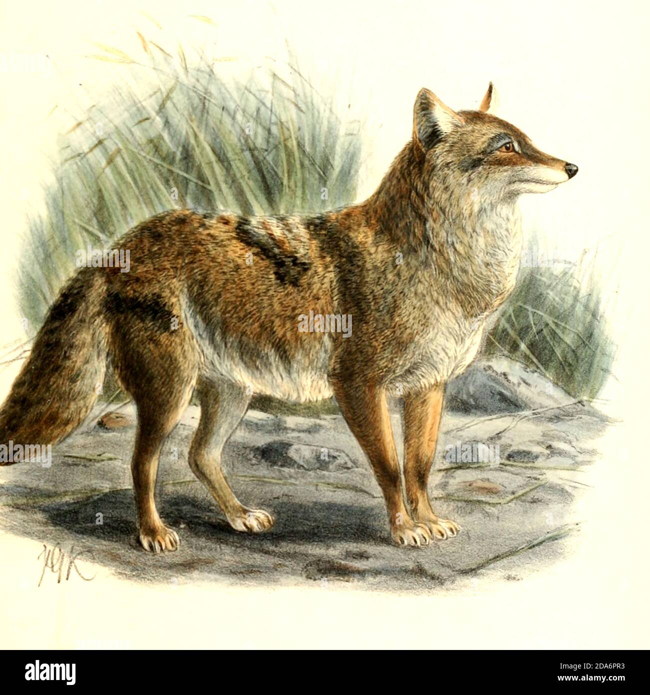 are jackals related to dogs