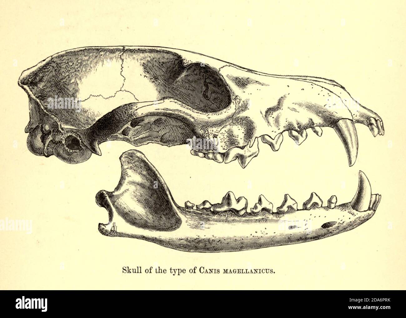 Skull of Canis magellanicus From the Book Dogs, Jackals, Wolves and Foxes A Monograph of The Canidae [from Latin, canis, 'dog') is a biological family of dog-like carnivorans. A member of this family is called a canid] By George Mivart, F.R.S. with woodcuts and 45 coloured plates drawn from nature by J. G. Keulemans and Hand-Coloured. Published by R. H. Porter, London, 1890 Stock Photo