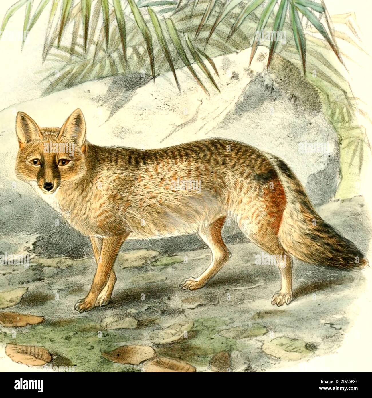 Azara's Fox - Canis azarae From the Book Dogs, Jackals, Wolves and Foxes A Monograph of The Canidae [from Latin, canis, 'dog') is a biological family of dog-like carnivorans. A member of this family is called a canid] By George Mivart, F.R.S. with woodcuts and 45 coloured plates drawn from nature by J. G. Keulemans and Hand-Coloured. Published by R. H. Porter, London, 1890 Stock Photo