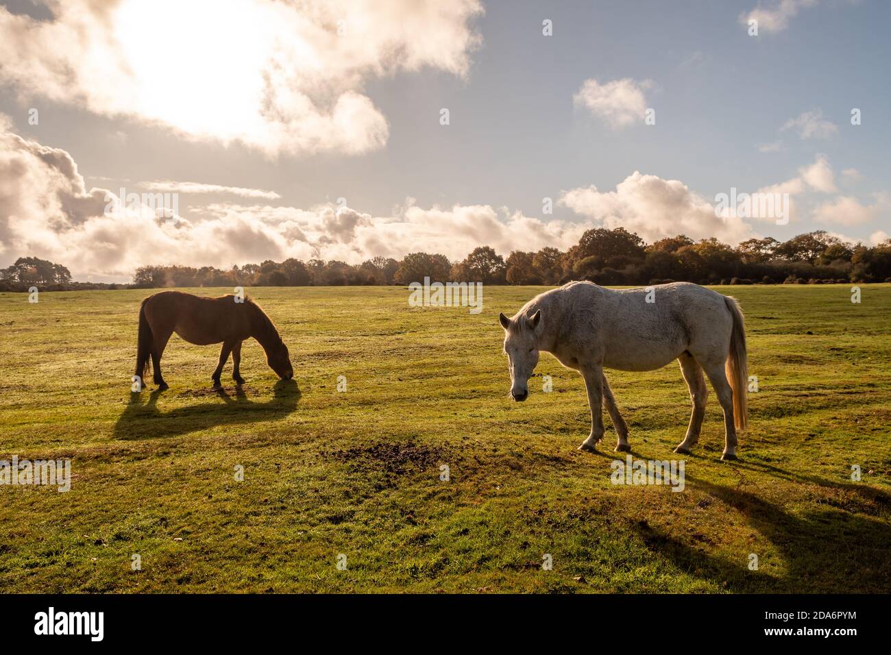 Ogdens, Frogham, Fordingbridge, New Forest, Hampshire, UK, 10th November 2020, Weather: A balmy autumn day in a brief indian summer in mid-November. Temperatures are in the mid-teens with sunshine making it feel even warmer. New Forest ponies soak up the sun. Credit: Paul Biggins/Alamy Live News Stock Photo