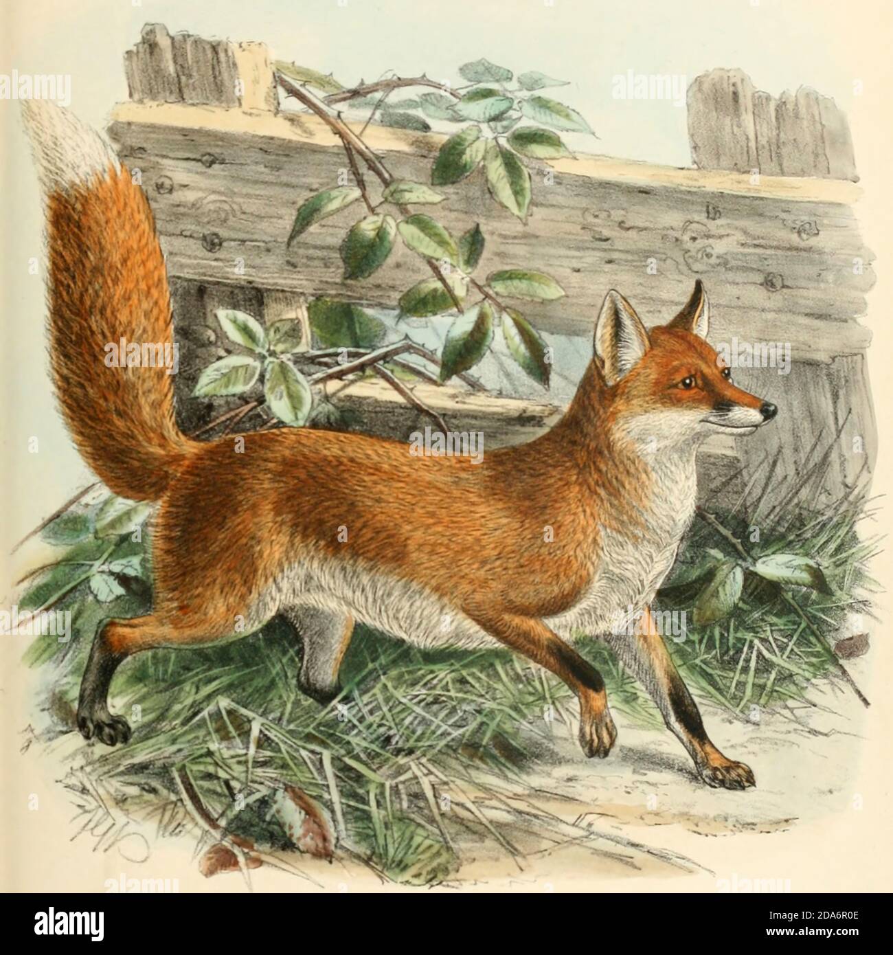 Red fox or Common Fox (Vulpes vulpes [Here as Canis vulpes]) From the Book Dogs, Jackals, Wolves and Foxes A Monograph of The Canidae [from Latin, canis, 'dog') is a biological family of dog-like carnivorans. A member of this family is called a canid] By George Mivart, F.R.S. with woodcuts and 45 coloured plates drawn from nature by J. G. Keulemans and Hand-Coloured. Published by R. H. Porter, London, 1890 Stock Photo