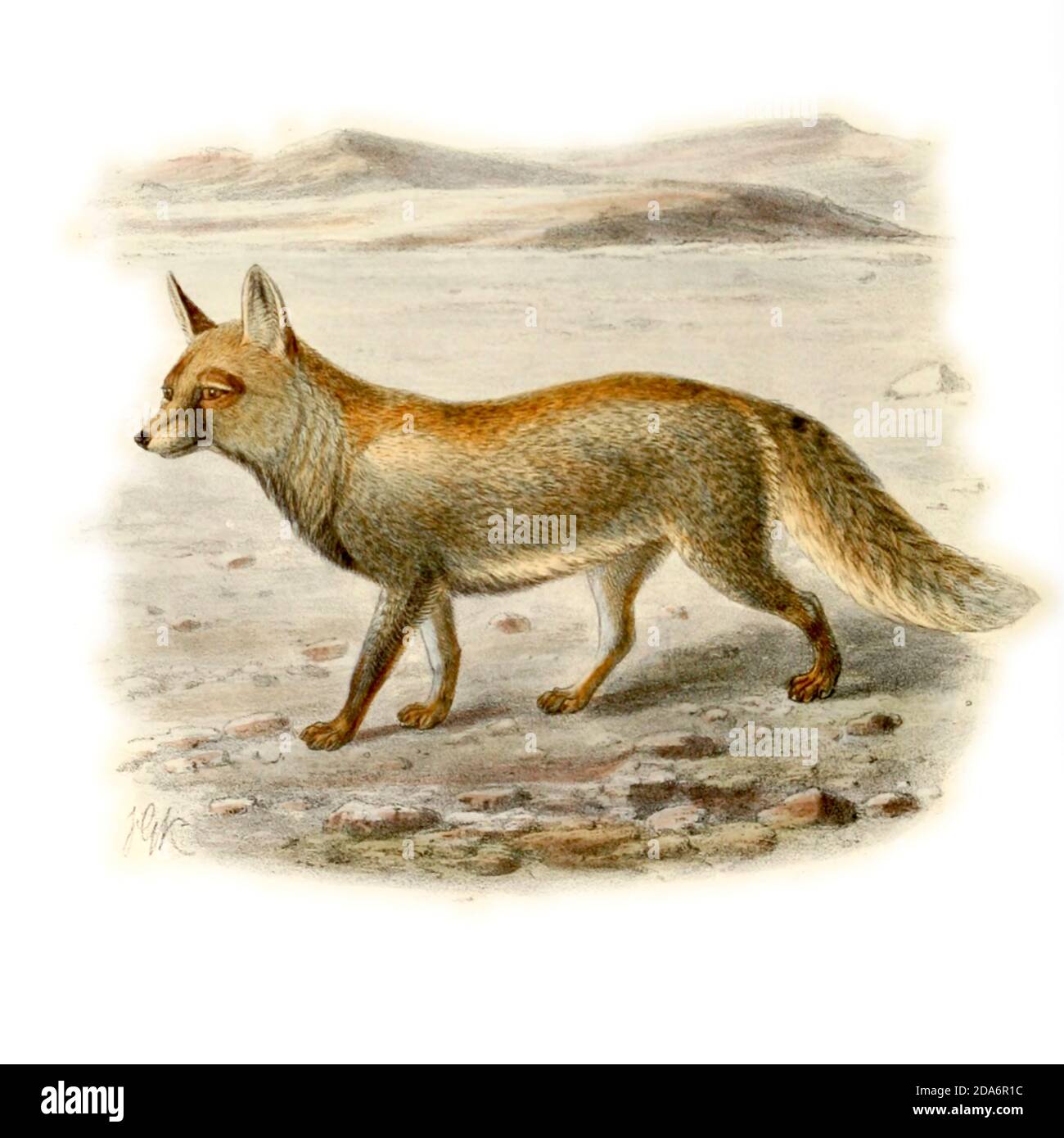 Desert Fox (Canis leucopus) From the Book Dogs, Jackals, Wolves and Foxes A Monograph of The Canidae [from Latin, canis, 'dog') is a biological family of dog-like carnivorans. A member of this family is called a canid] By George Mivart, F.R.S. with woodcuts and 45 coloured plates drawn from nature by J. G. Keulemans and Hand-Coloured. Published by R. H. Porter, London, 1890 Stock Photo