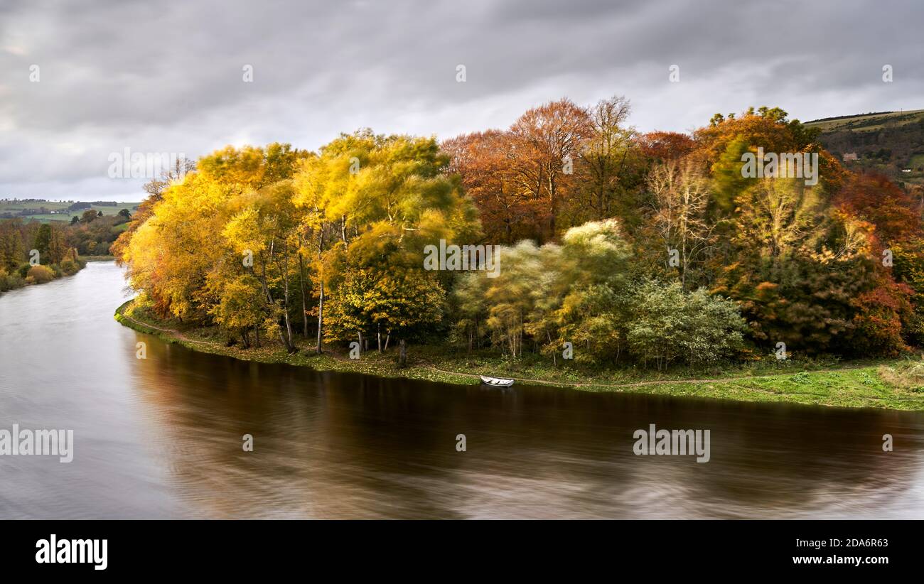 Long exposure of stand of colourful trees on the bend of the River Tweed by Melrose in moody autumn light. Stock Photo